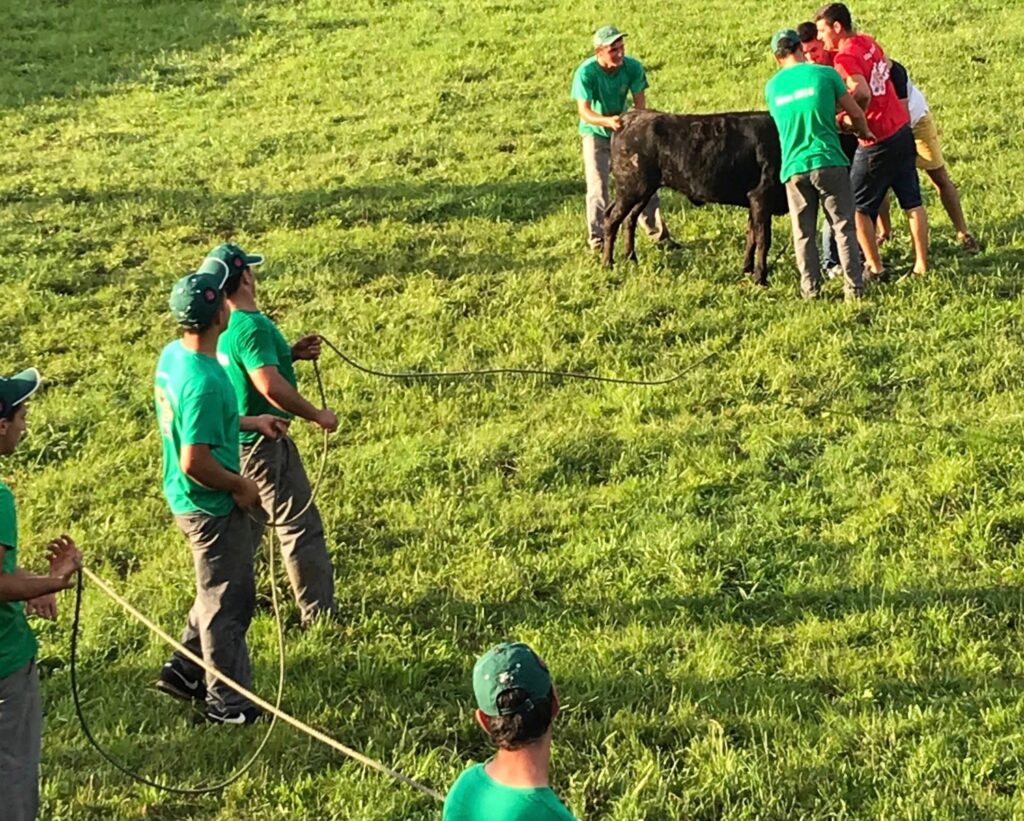 Brave lads tangle with younger bulls...getting ready for Future Bullfighters of Terceira