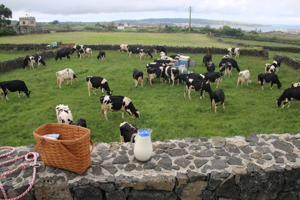 Cows in field beyond yard, displaying a FRESH pitcher of milk.