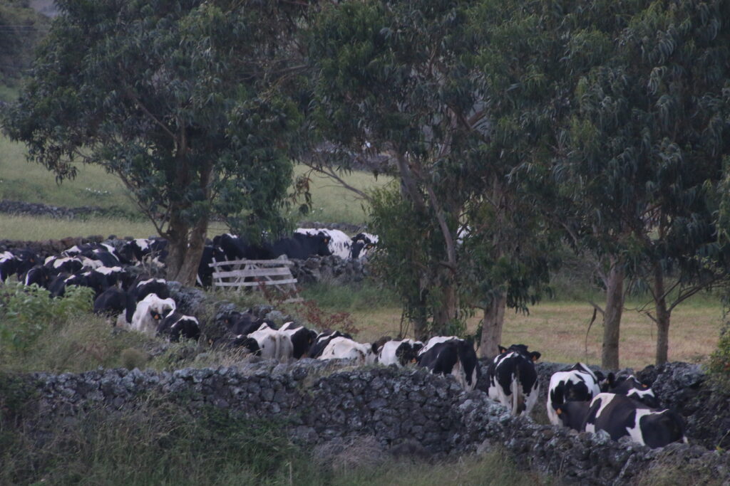 After a hard day of making milk for Sweet Rice dessert, the cows head home for the night.