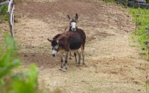 Boy and girl donkeys close
