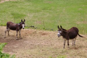Donkeys separate and one braying