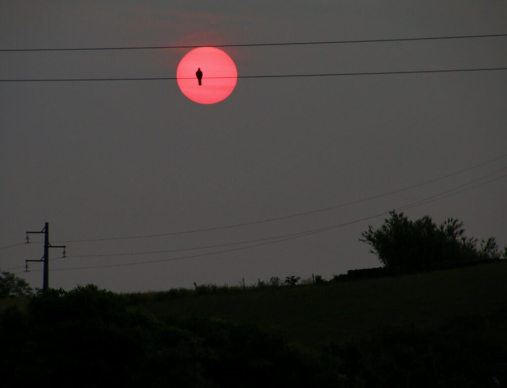 Bird on wire in front of blazing red sunrise