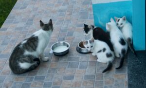 Mommy kitty and three kitties waiting for more food