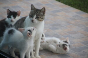 Mom and three kitties on the veranda