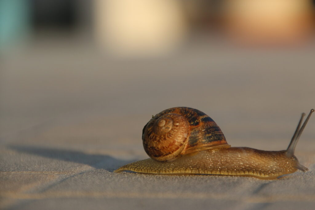 Dodging the raindrops is more challenging for some. But these snails also making mowing the grass more challenging:)