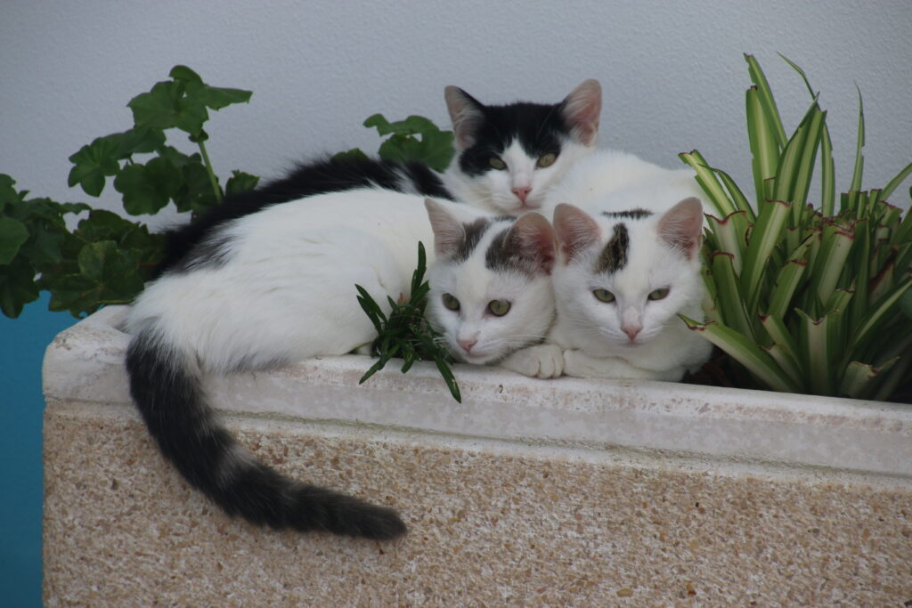 Three kittens lounging in the planter.